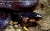 (Callophis nigrescens). Англ: