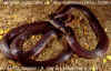 (Callophis nigrescens). Англ: