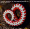 (Callophis nigrescens). Англ: