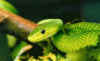 Узкоголовая или Восточная зеленая мамба (Dendroaspis angusticeps). Англ: Eastern green mamba