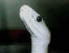 Черная мамба (Dendroaspis polylepis). Англ: Black mamba