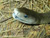Черная мамба (Dendroaspis polylepis). Англ: Black mamba