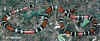 (Micrurus decoratus). Англ: