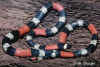 (Micrurus dissoleucus dissoleucus)