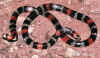 Кобровый или Южный аспид (Micrurus frontalis frontalis). Англ: Brazilian coral snake