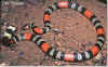 Кобровый или Южный аспид (Micrurus frontalis frontalis). Англ: Brazilian coral snake