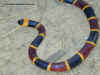 Арлекиновый или Восточный аспид (Micrurus fulvius fulvius). Англ: Eastern coralsnake