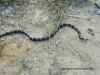 Арлекиновый или Восточный аспид (Micrurus fulvius fulvius). Англ: Eastern coralsnake