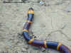Арлекиновый или Восточный аспид (Micrurus fulvius fulvius). Англ: Eastern coralsnake