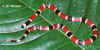 Центрально-Американский аспид (Micrurus nigrocinctus nigrocinctus). Англ: Central American coralsnake