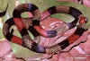 Гигантский коралловый аспид (Micrurus spixii spixii). Англ: Amazonian coralsnake