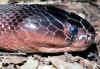 Красная плюющаяся кобра (Naja pallida). Англ: Red spitting cobra