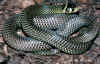 (Paranaja multifasciata multifasciata)