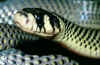 (Paranaja multifasciata multifasciata)