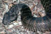 Гадюкообразная смертельная змея (Acanthophis antarcticus antarcticus). Англ: Common death adder