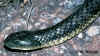 Тигровая змея (Notechis scutatus scutatus). Англ: Tiger snake