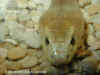 Тайпан (Oxyuranus scutellatus scutellatus). Англ: Taipan 