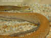 Тайпан (Oxyuranus scutellatus scutellatus). Англ: Taipan 
