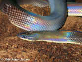 Мексиканский земляной питон или Двуцветная змея (Loxocemus bicolor). Англ: Mexican burrowing python