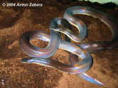 Мексиканский земляной питон или Двуцветная змея (Loxocemus bicolor). Англ: Mexican burrowing python. Самка и самец