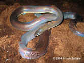 Мексиканский земляной питон или Двуцветная змея (Loxocemus bicolor). Англ: Mexican burrowing python