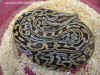 (Python molurus labrynth)