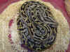 (Python molurus labrynth)