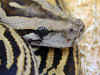 (Python molurus labrynth)
