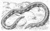 Ринофис (Rhinophis trevelyanus). Англ: