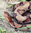 Медноголовый щитомордник или Мокассиновая змея (Agkistrodon contortrix contortrix). Англ: Southern сopperhead