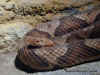 Медноголовый щитомордник или Мокассиновая змея (Agkistrodon contortrix contortrix). Англ: Southern сopperhead