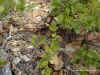 Мокассиновый щитомордник (Agkistrodon contortrix mokasen). Англ: Northern copperhead