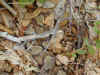 Мокассиновый щитомордник (Agkistrodon contortrix mokasen). Англ: Northern copperhead