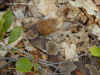Мокассиновый щитомордник (Agkistrodon contortrix mokasen). Англ: Northern copperhead
