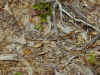Мокассиновый щитомордник (Agkistrodon contortrix mokasen). Англ: Northern copperhead