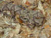 Мокассиновый щитомордник (Agkistrodon contortrix mokasen). Англ: Northern copperhead
