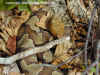 Мокассиновый щитомордник (Agkistrodon contortrix mokasen). Англ: Northern copperhead