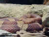 (Agkistrodon contortrix pictigaster)