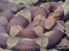 (Agkistrodon contortrix pictigaster)