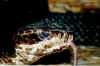Водяной щитомордник (Agkistrodon piscivorus piscivorus). Англ: Eastern cottonmouth