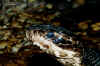Водяной щитомордник (Agkistrodon piscivorus piscivorus). Англ: Eastern cottonmouth