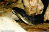 Водяной щитомордник (Agkistrodon piscivorus piscivorus). Англ: Eastern cottonmouth