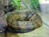 Водяной щитомордник (Agkistrodon piscivorus piscivorus). Англ: Eastern cottonmouth