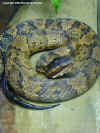 Водяной щитомордник (Agkistrodon piscivorus piscivorus). Англ: Eastern cottonmouth