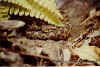 (Atropoides nummifer nummifer)
