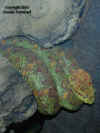 (Bothriechis schlegeli). Англ: Eyelash pit viper