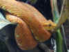 (Bothriechis schlegeli). Англ: Eyelash pit viper
