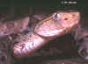 Фер-де-ланс (Bothrops asper). Англ: Terciopelo Fer-de-lance
