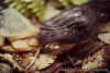 (Cerrophidion godmani)