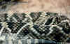 Ромбический гремучник (Crotalus adamanteus). Англ: Eastern diamondback rattlesnake